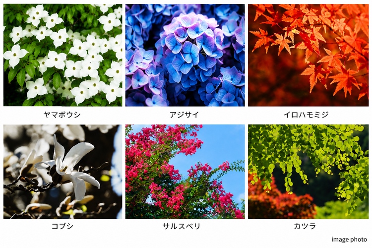 シティテラス成増の植栽